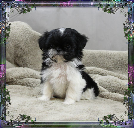 Tiny little female chinese imperial shih tzu puppies for sale small teacup